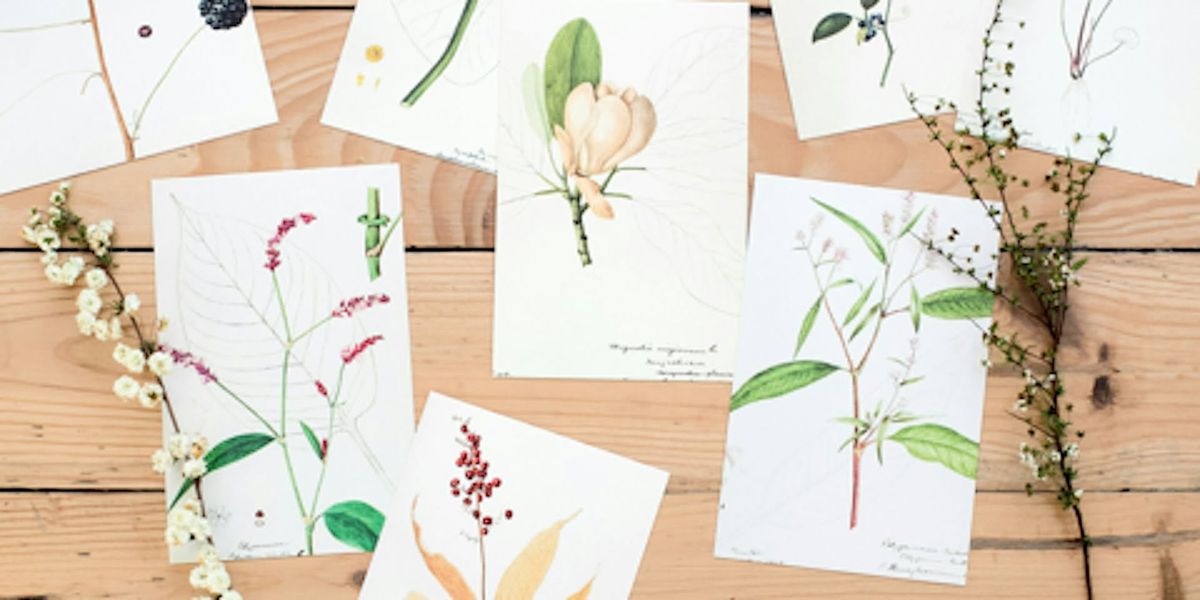 Watercolour Herbarium Postcard Workshop