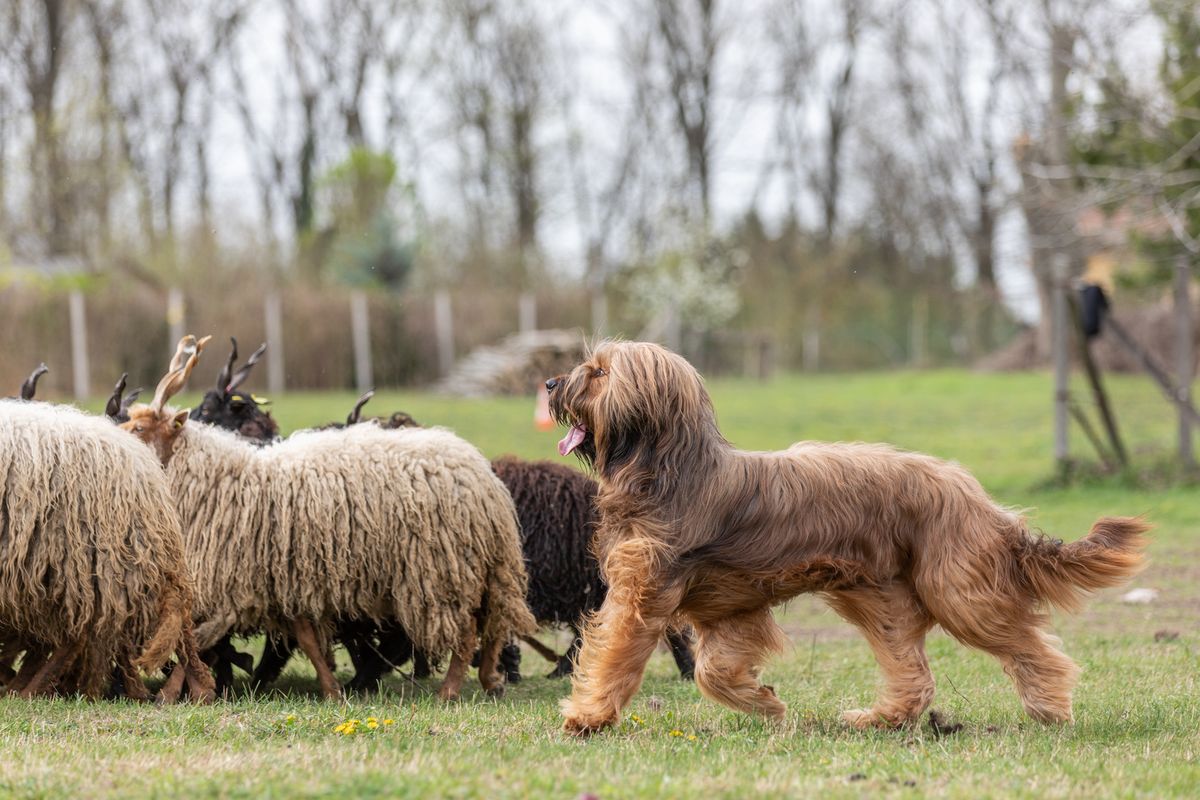 Briard herding trial 2025.04.12