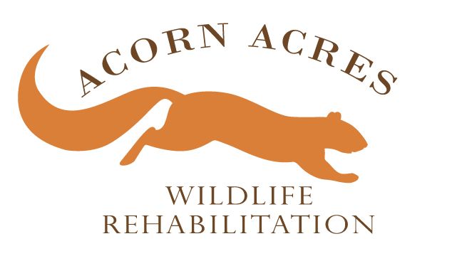 Acorn Acres Wildlife Rehabilitation 