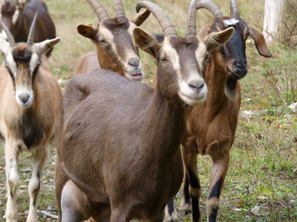 Immer wieder sonntags!  \u201eDer naturnahe Steinbruch\u201c - Wildpflanzen, Neophyten & Ziege