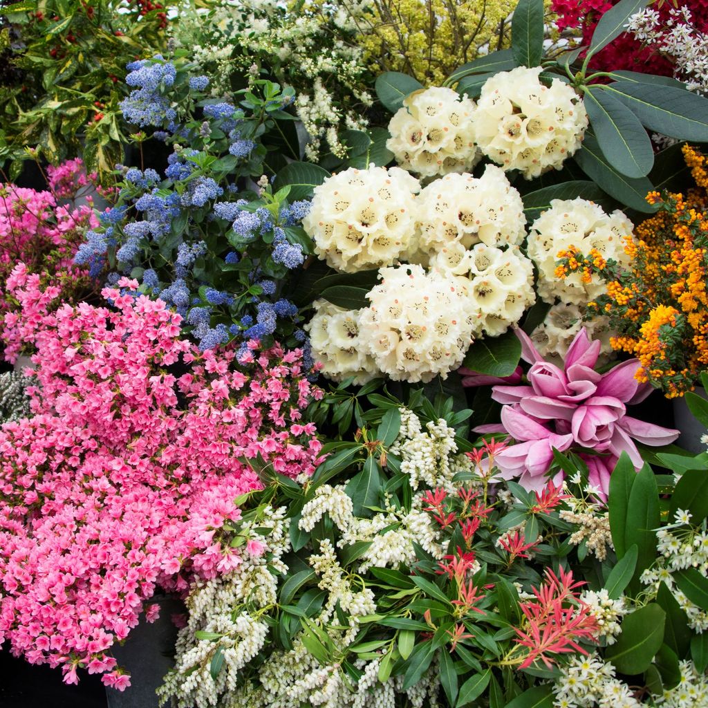 Cornwall Garden Society 2022 Spring Flower Show