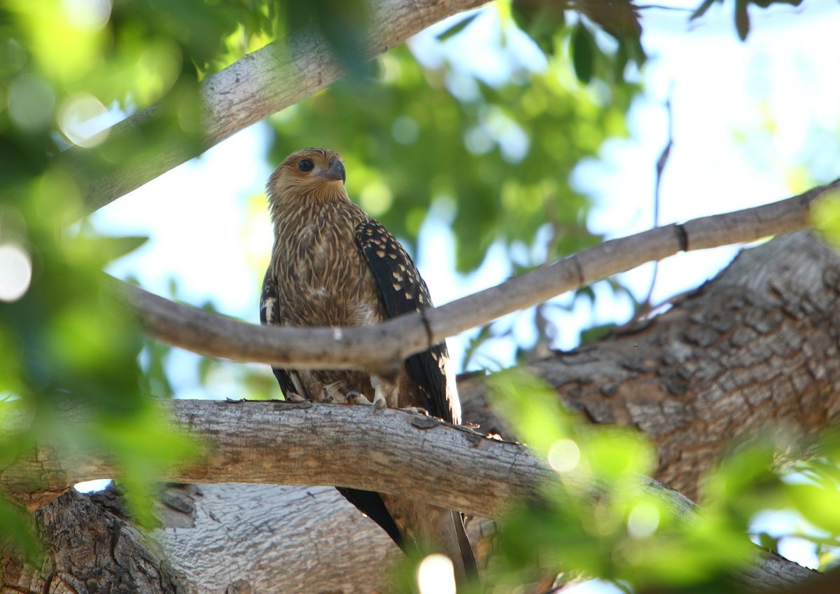 Wellard Wetlands, Baldivis - morning excursion