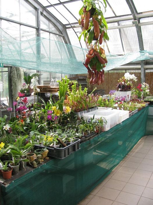 prodej orchideje, maso\u017erav\u00e9 a d\u017eungle  rostliny TERRA KORUNA