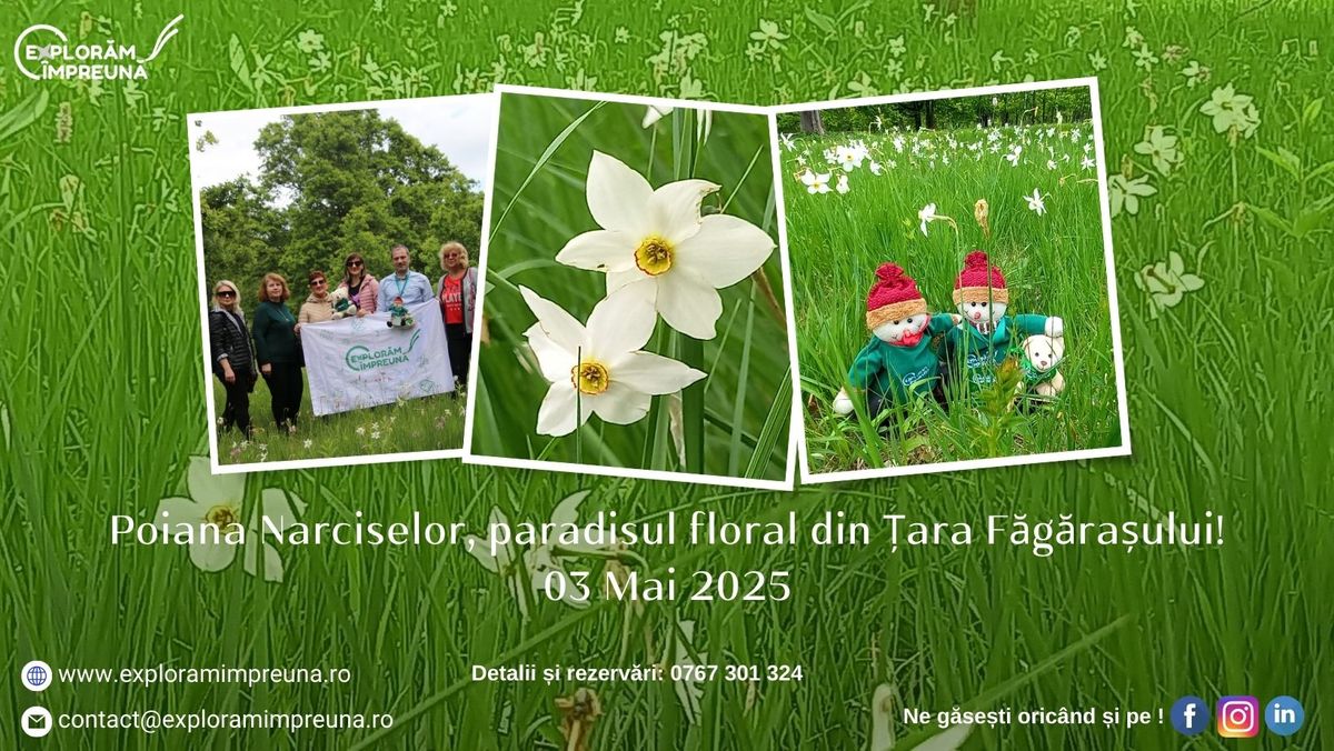 Poiana Narciselor, paradisul floral din Tara Fagarasului