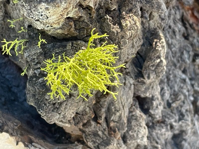 Lichens of the Cascade-Siskiyou National Monument - Friday Night Talk