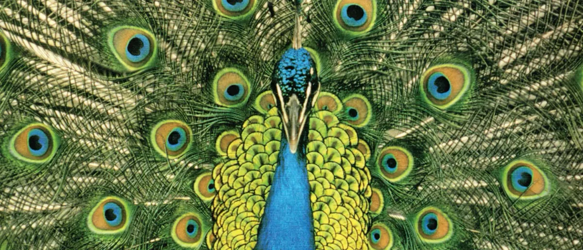 The Bluetones in Glasgow