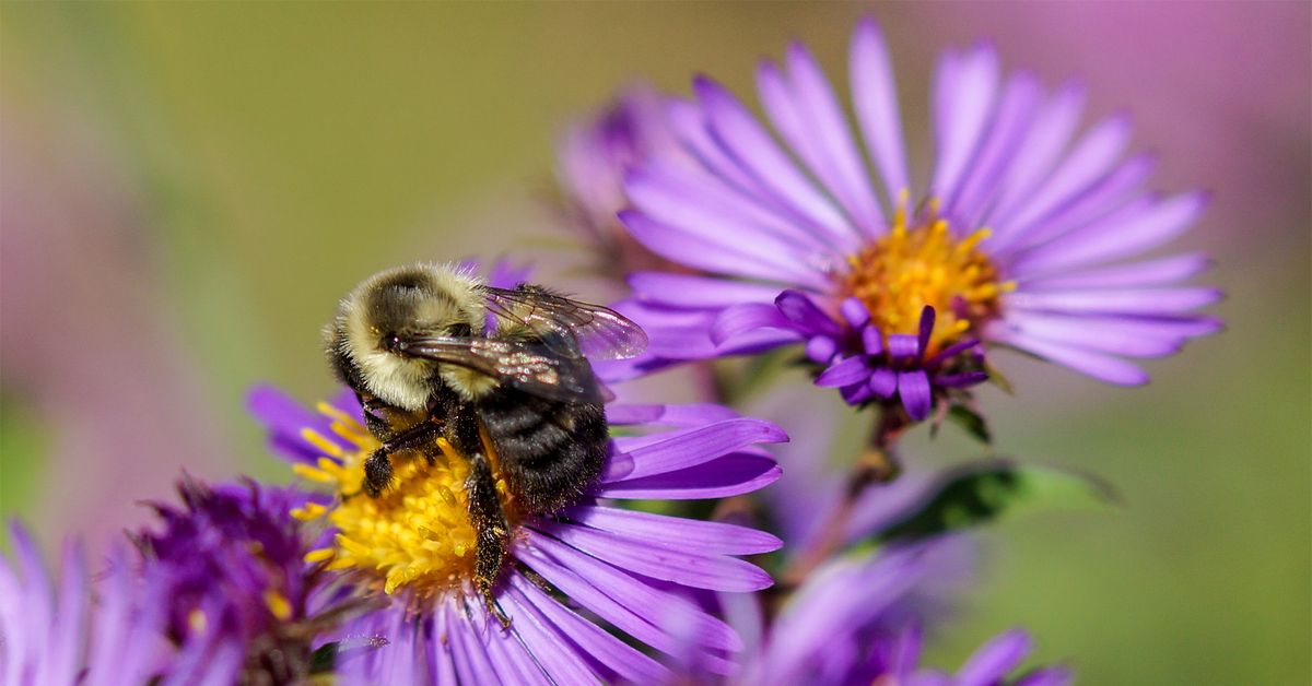 Garden Tour: Fall in the Native Plant Garden