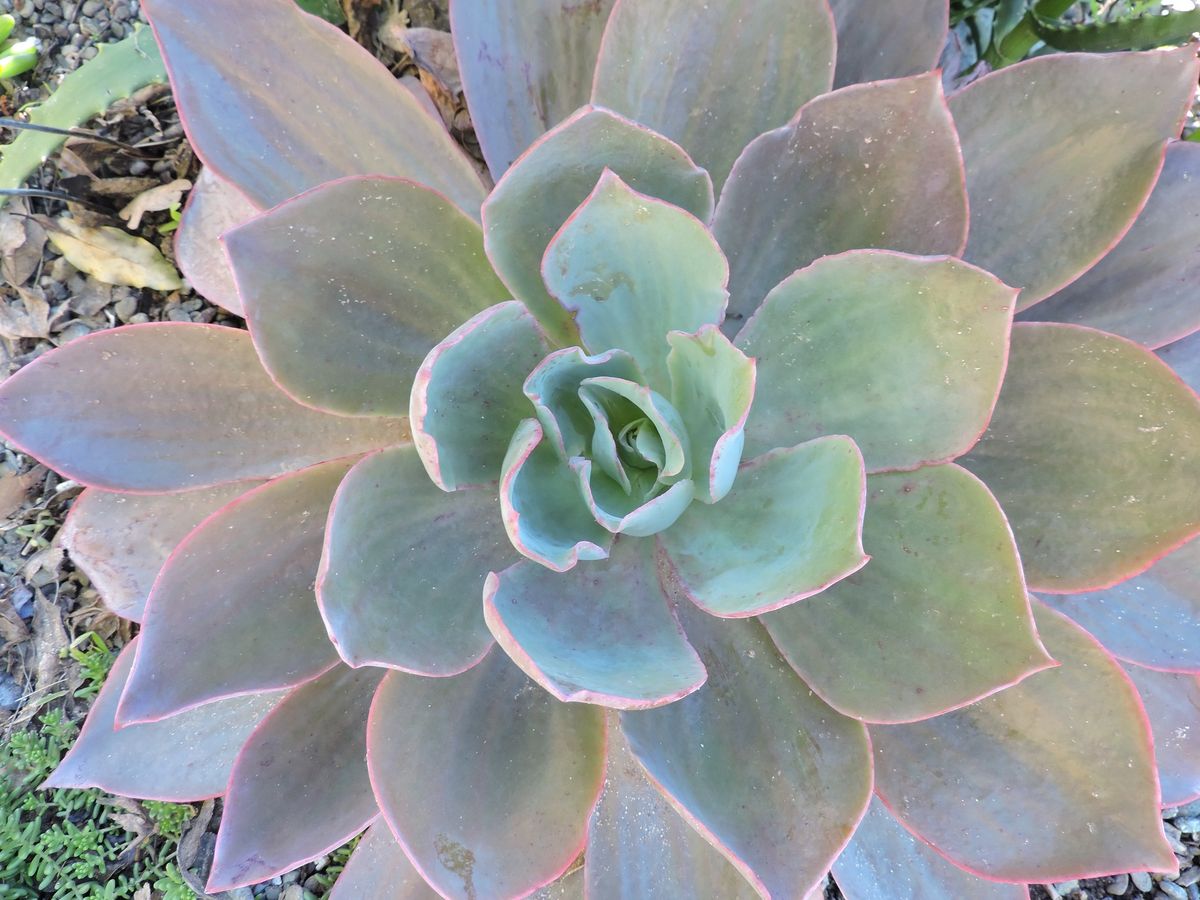 About Succulents