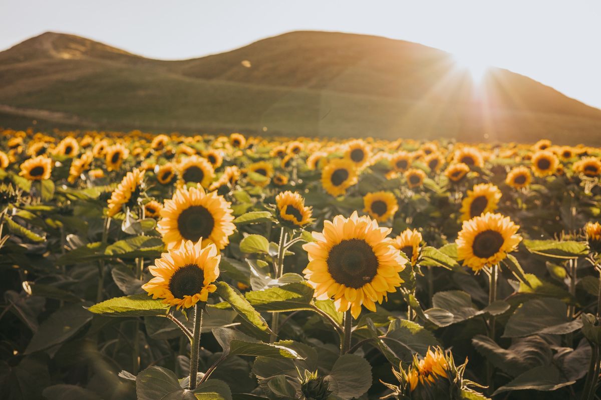 Open Day - NZ's Premium Sunflower Field