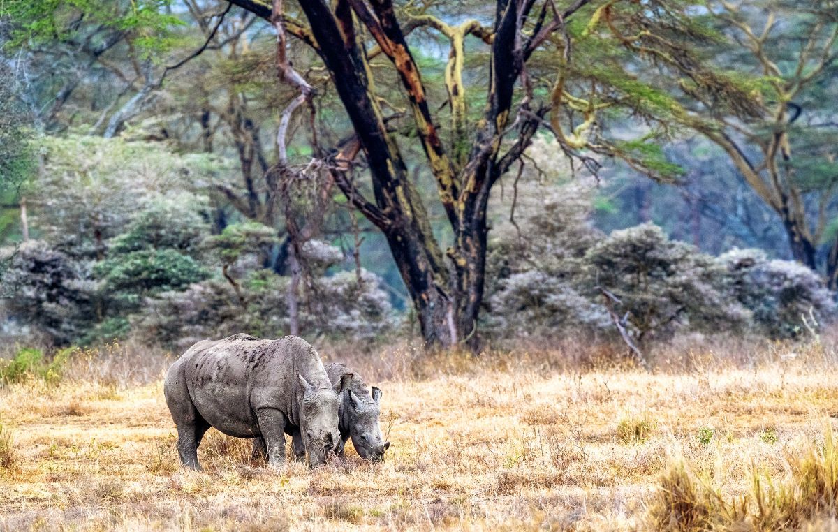 Lake Nakuru National Park Day Trip