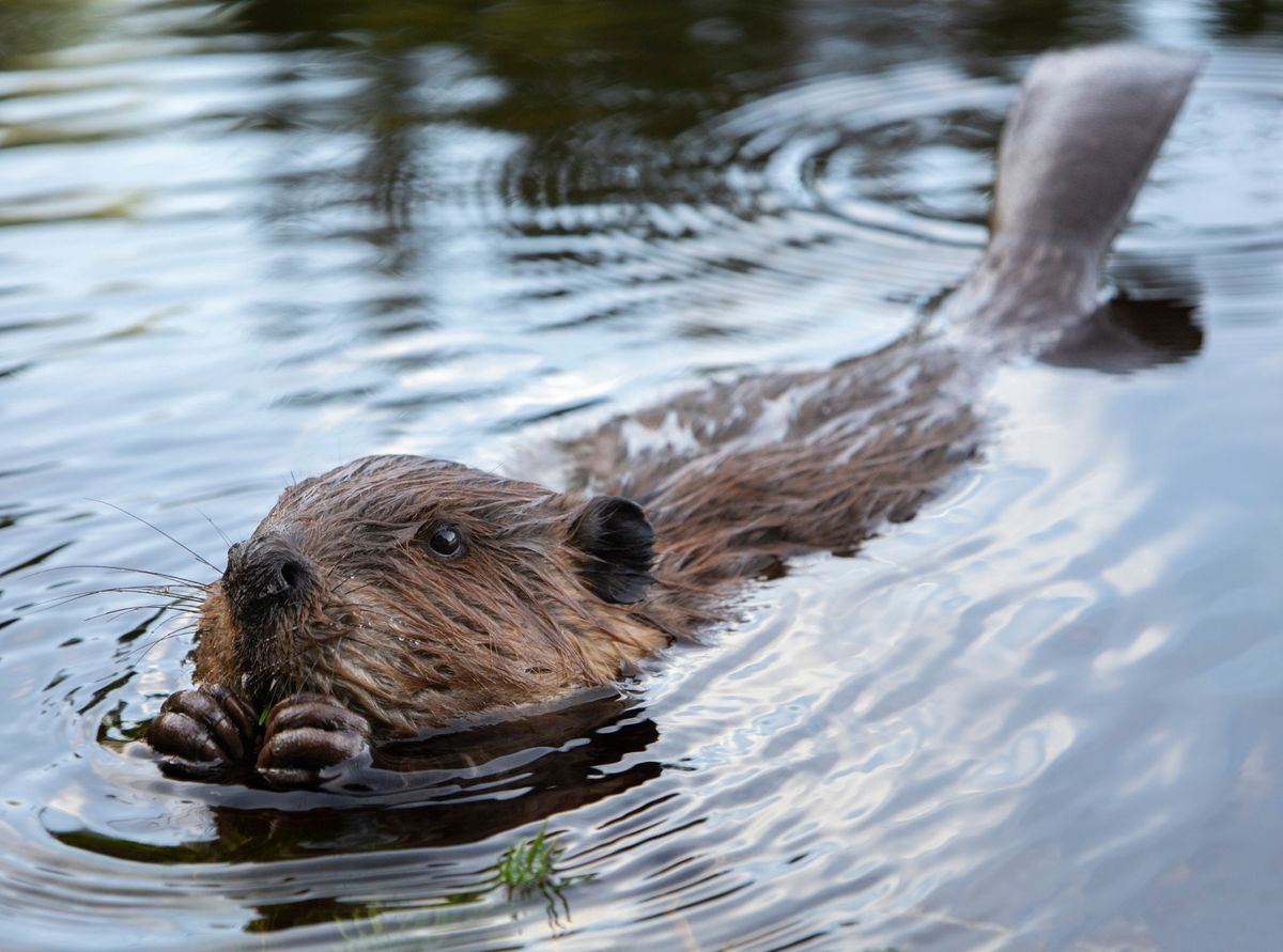 Mammals of Southern Oregon