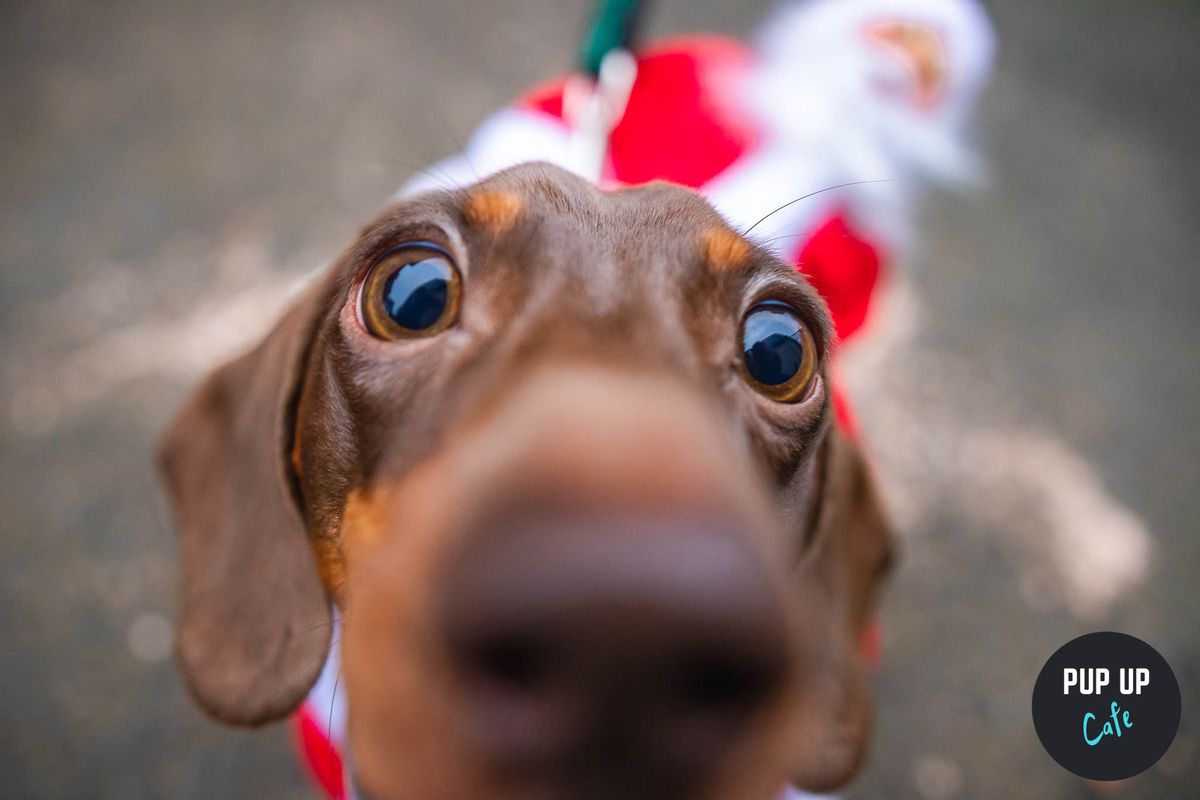 Liverpool - Dashing Dachshund Christmas Tour \ud83c\udf84