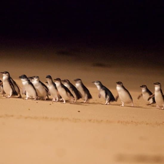 Phillip Island Penguin Parade Small Group Eco tour