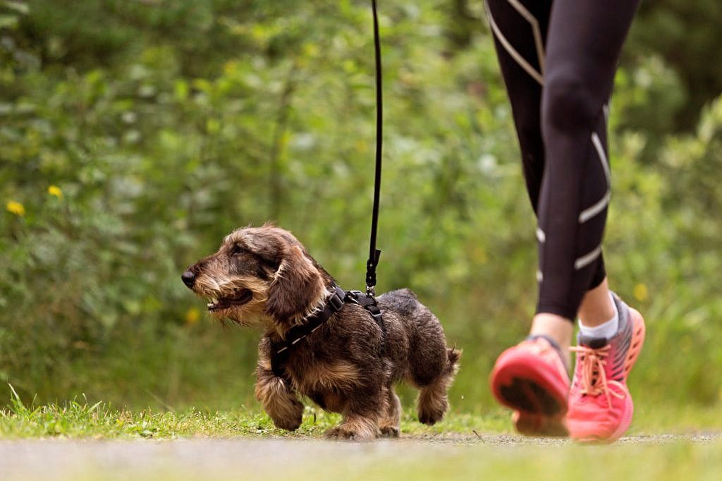 VOM Dogrun Drammen, Spiralen2025