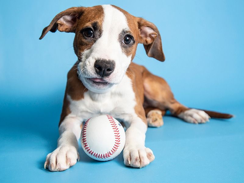 Waggin\u2019 Wheels at Milwaukee Brewers Spring Training Game