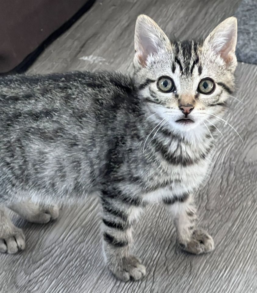 PetSmart Kitten Adoption