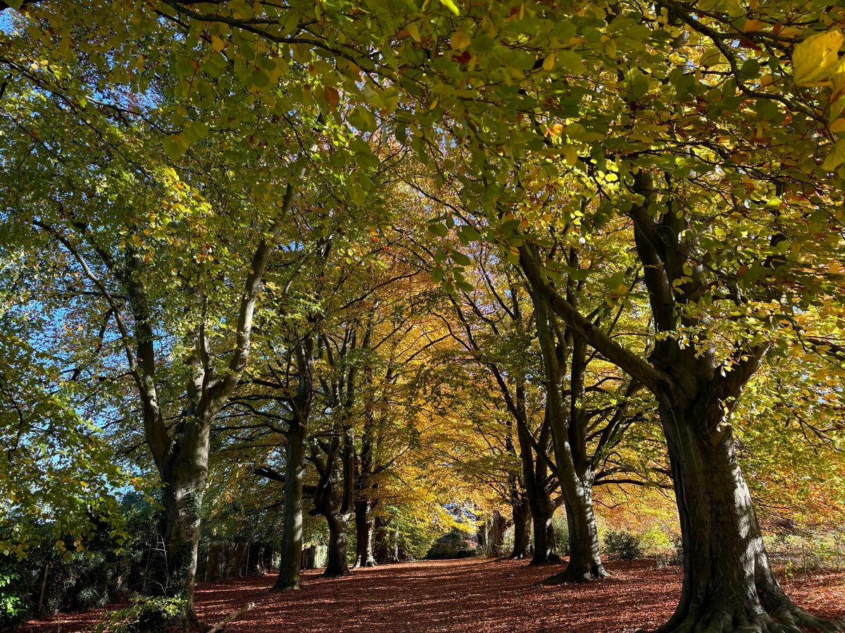 Arthur Newbery Winter Tree Walk