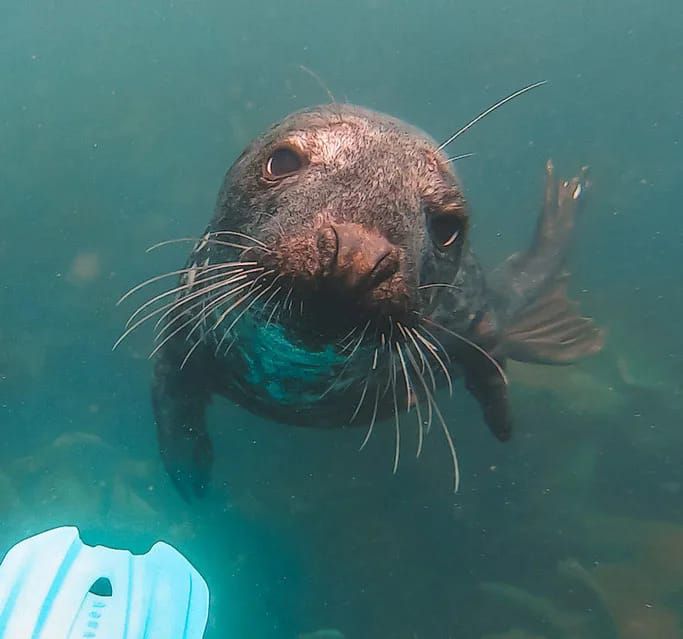 Lundy Island - Diving with Seals Trip