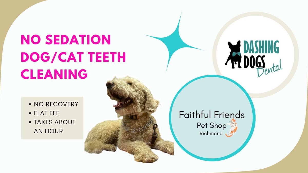 Dog\/Cat Teeth Cleaning - Richmond