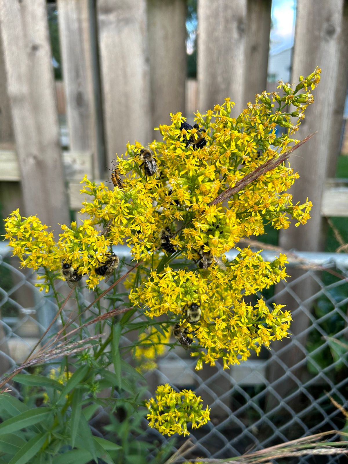 Why the plants in your yard may be harming the pollinators $10