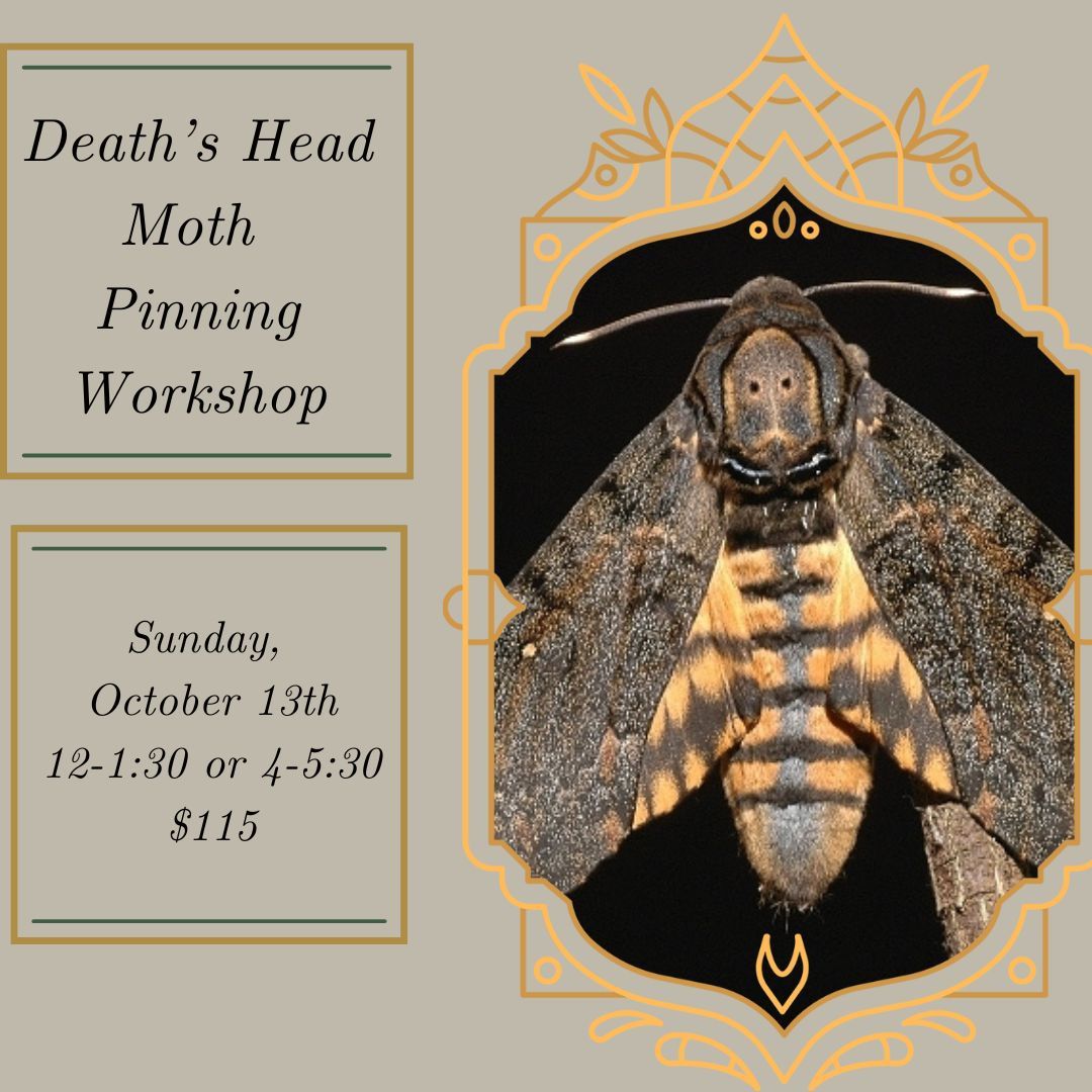 Death's Head Moth Pinning Workshop