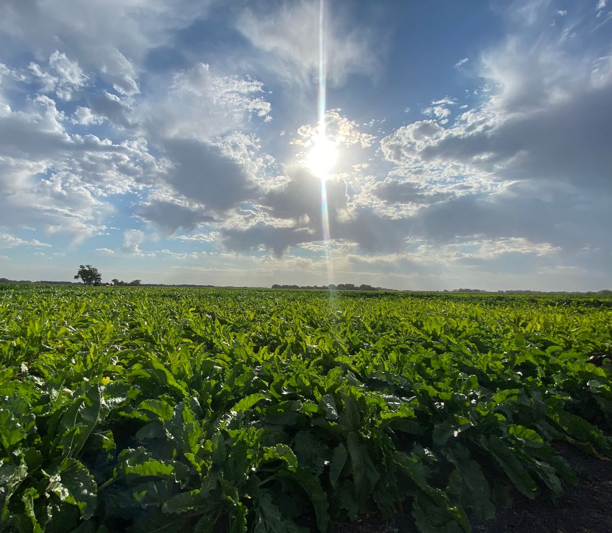 2025 International Sugarbeet Show 