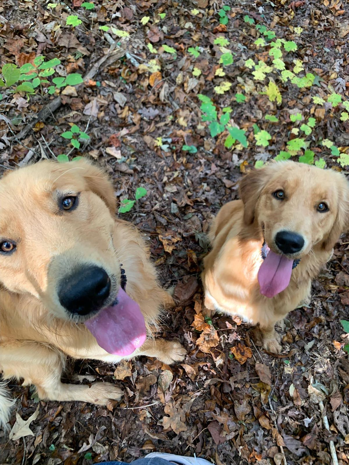 Beautiful Golden Retrievers