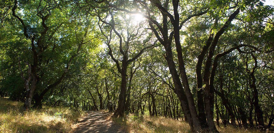 PAF weekly hiking program: North Sonoma Mountain Trail