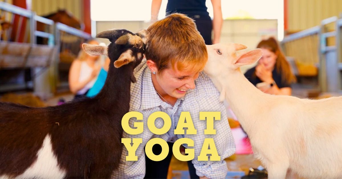 Goat Yoga