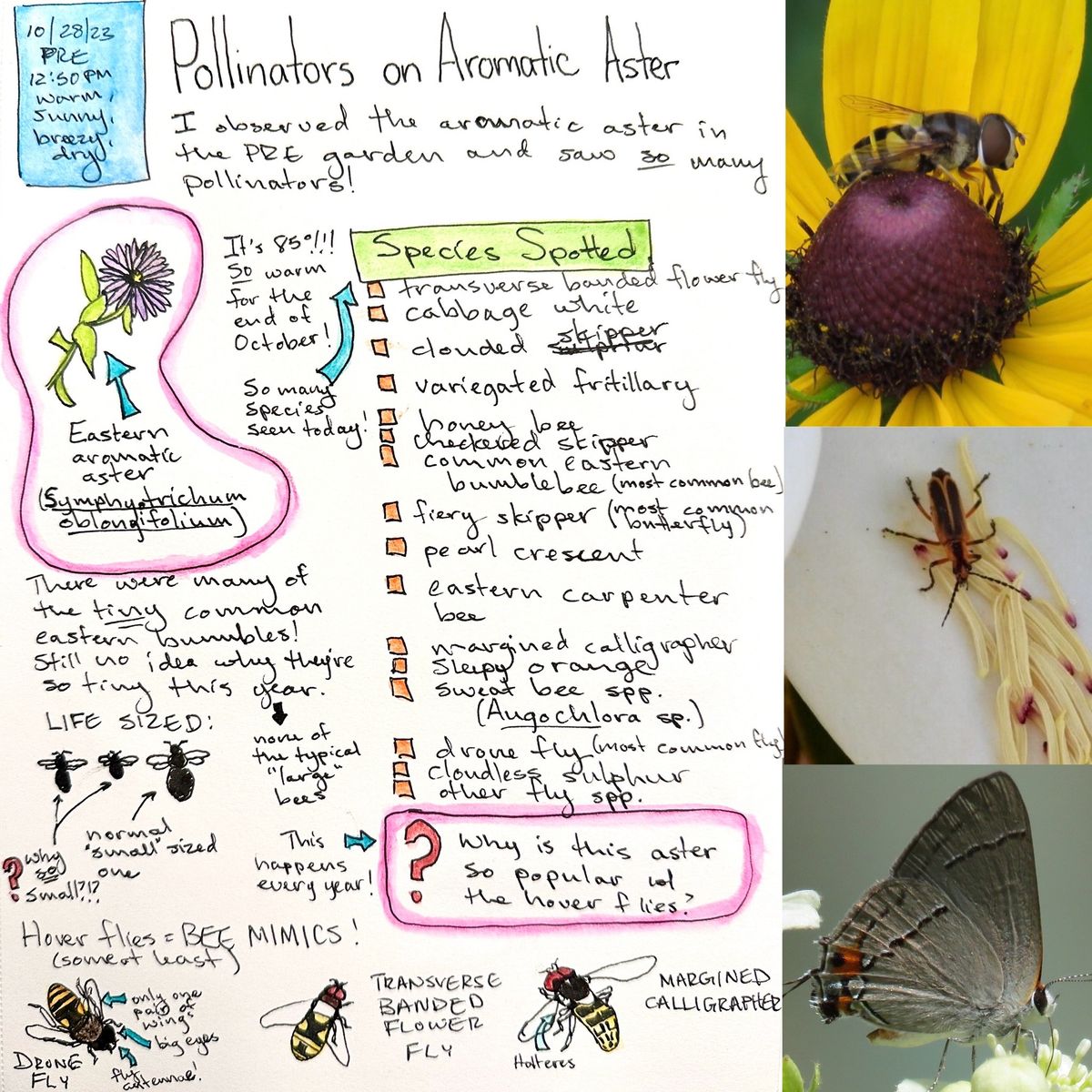 Data Buzz: Documenting Pollinators for Science and Fun