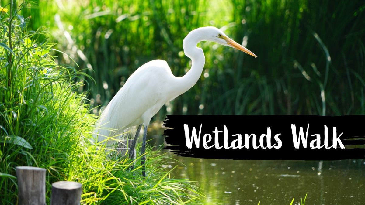 WETLANDS WALK: STOKE NEWINGTON - SUNDAY, 18TH AUG 2024