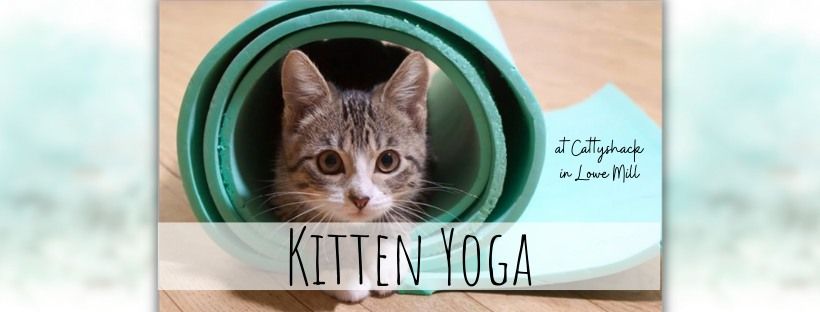 Kitten Yoga at Cattyshack