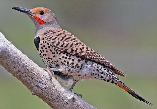 Birding at Burritt 2025