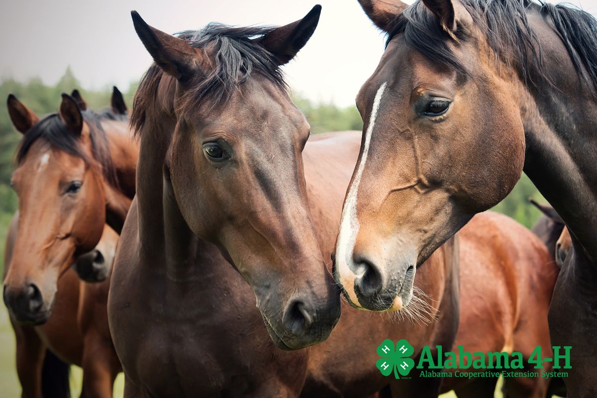 Houston County 4-H Summer Day Camps: Day 12 - Topic Horses and Entrepreneurship