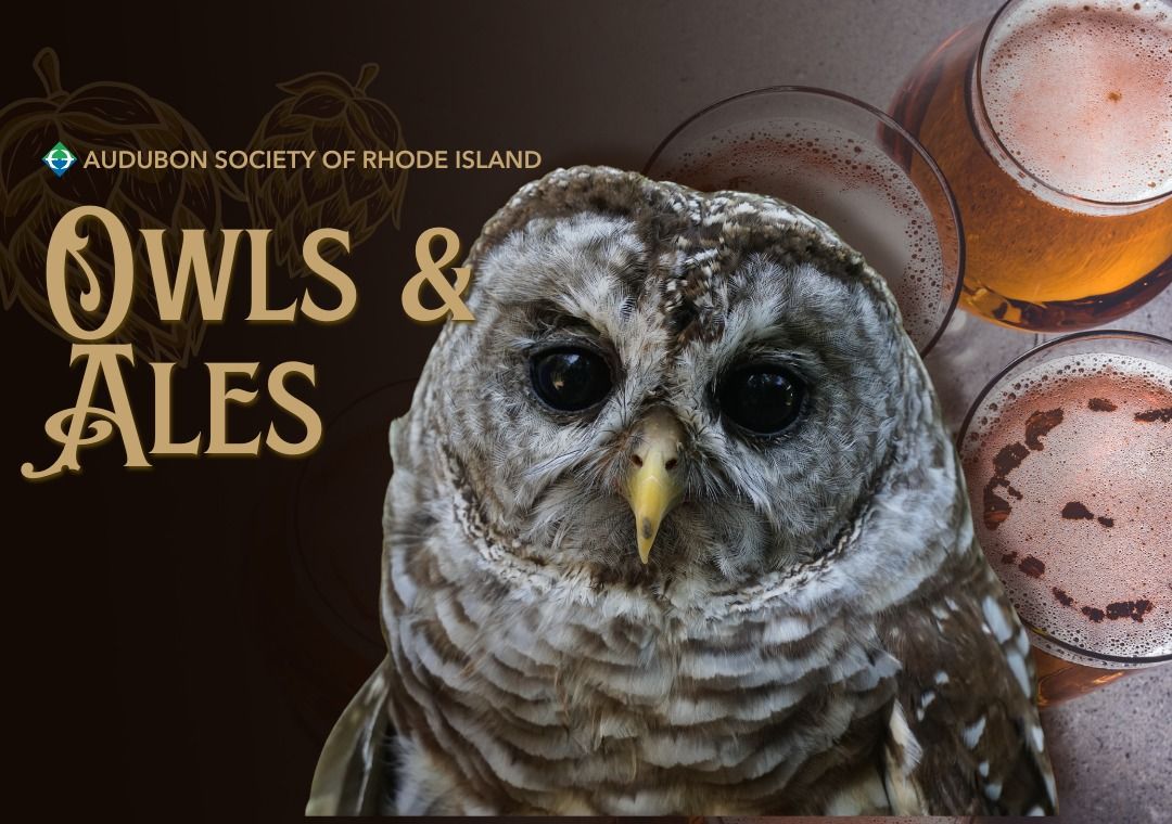 Owls & Ales: Meet Live Owls!