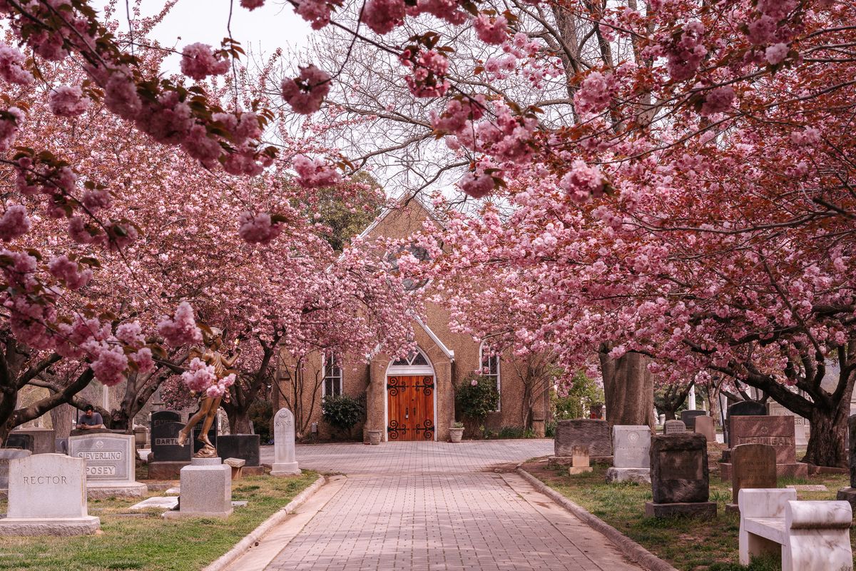 Cherry Blossom 5K at Congressional Cemetery