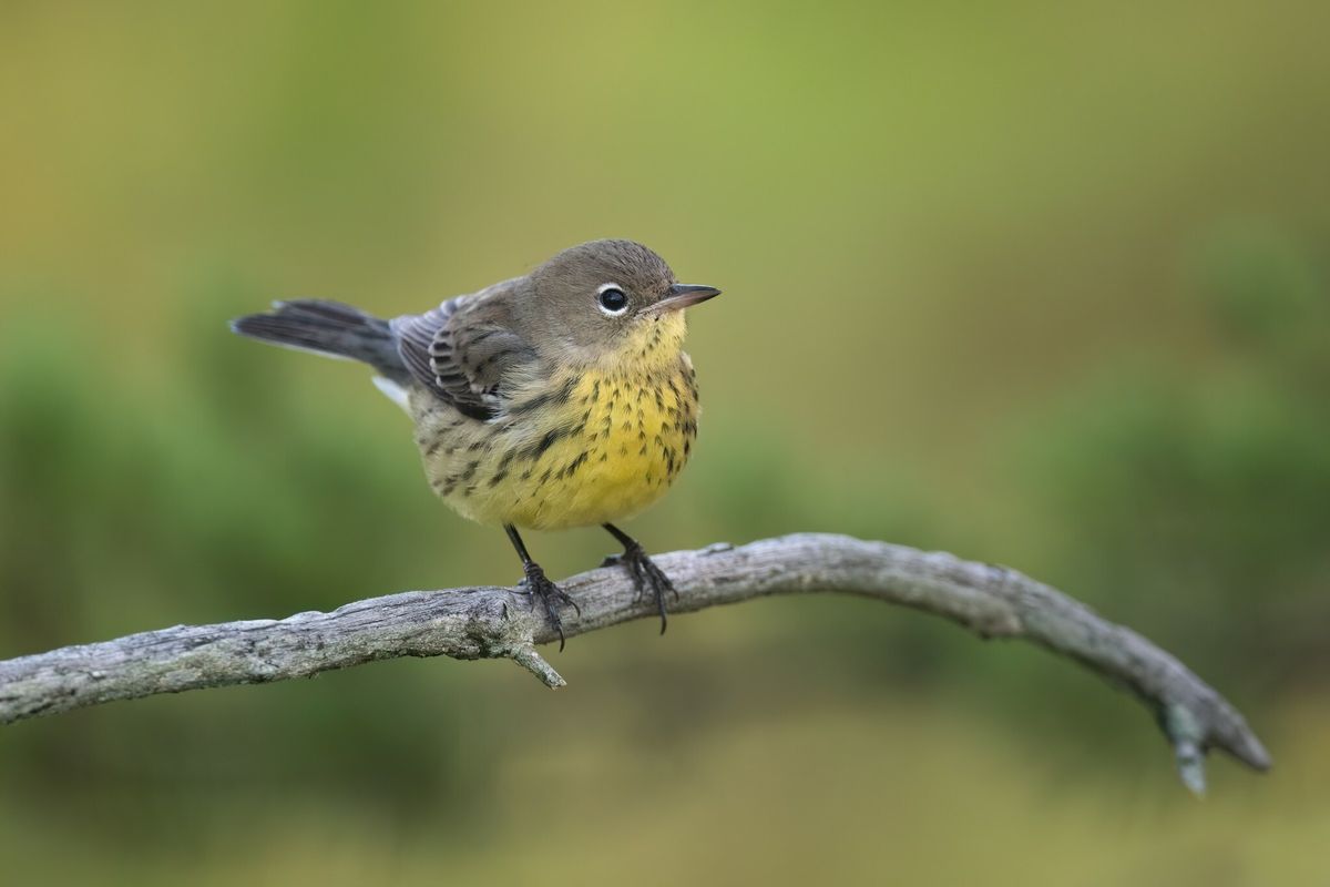 Guest Speaker - William Rapai, Kirtland Warbler Alliance