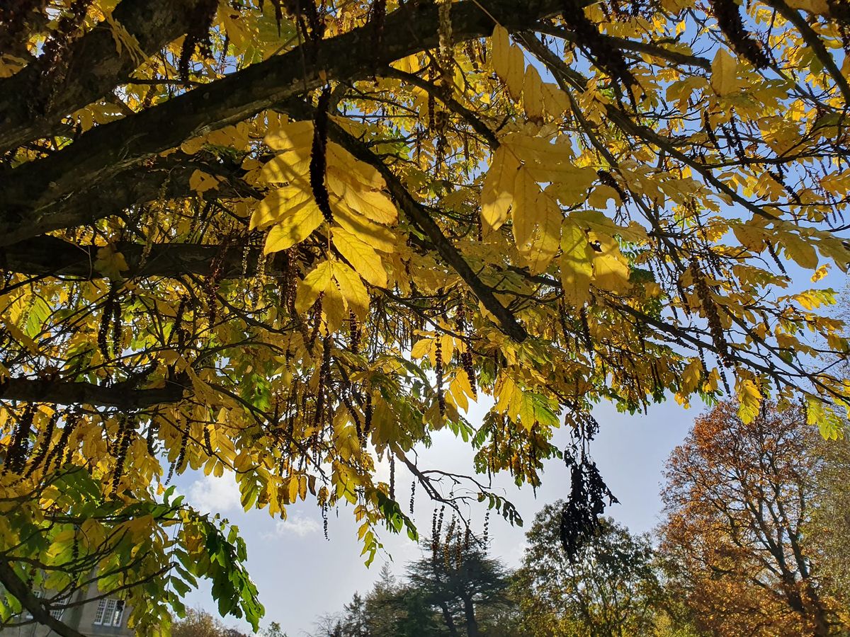 Forest Bathing - Vogrie Country Park 