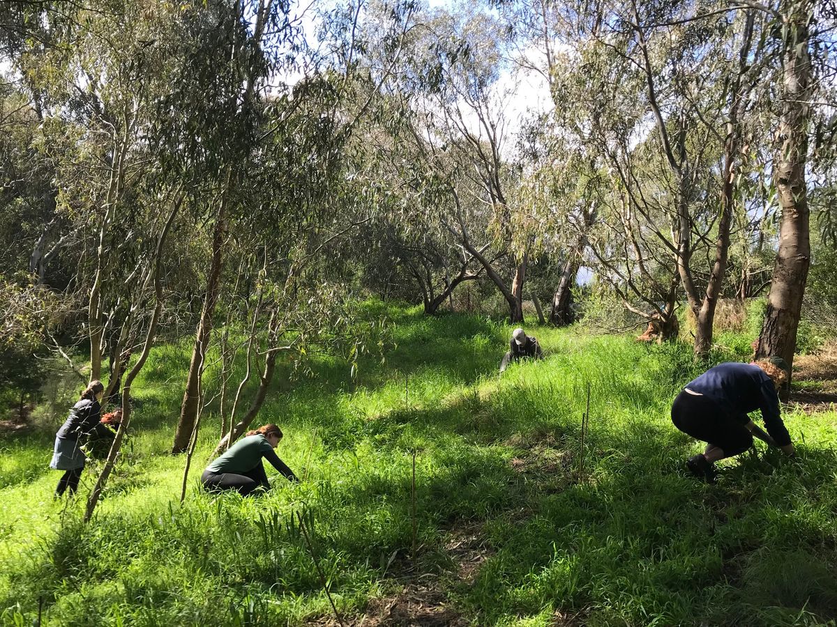 W**d Identification at Merri Park Wetland