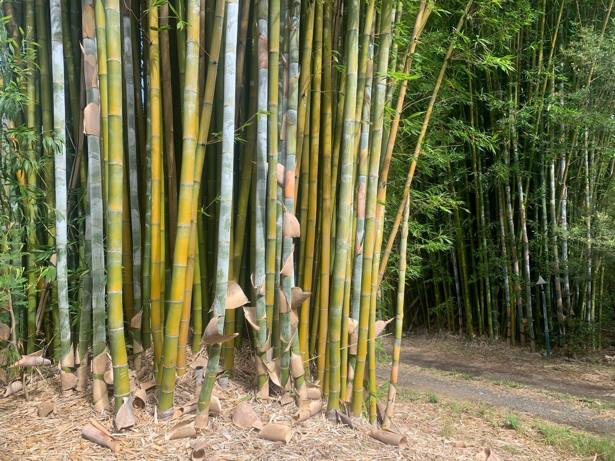 Bamboo Essentials Weekend Course
