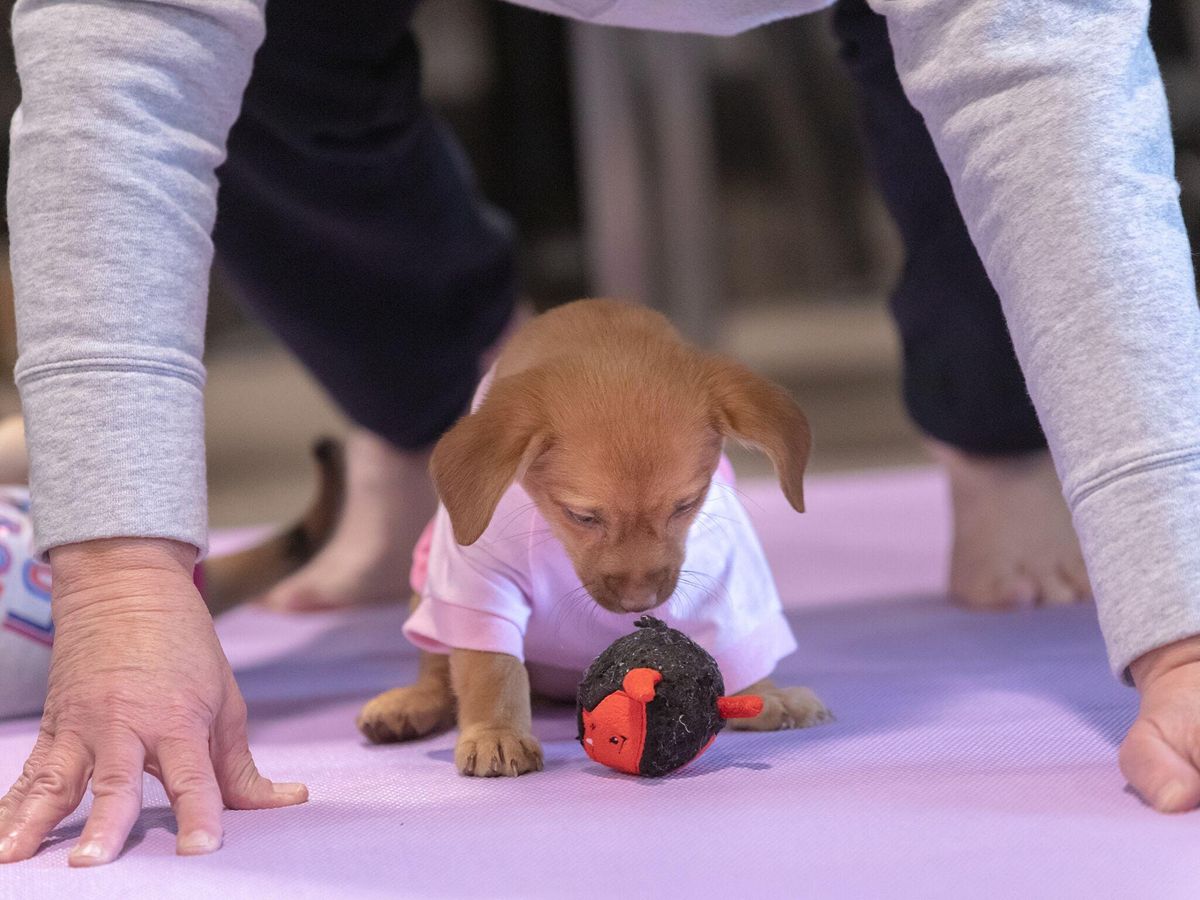 Puppy Yoga - Fort Collins