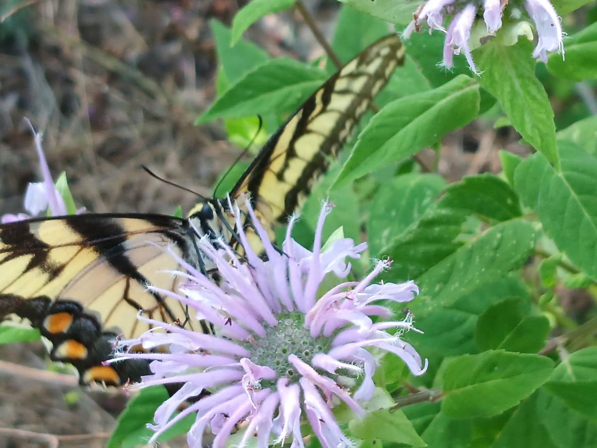 POLLINATOR DAY