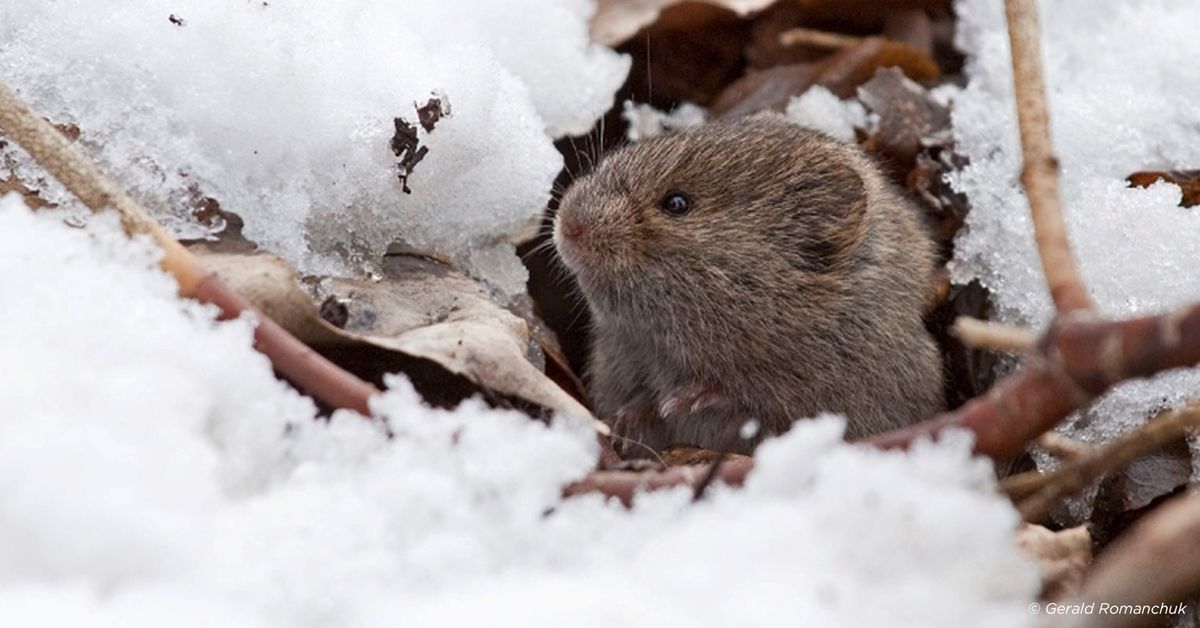 Animals in Winter Drop-in