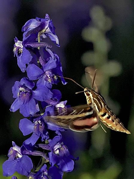 Nighttime Pollinators and Blooms