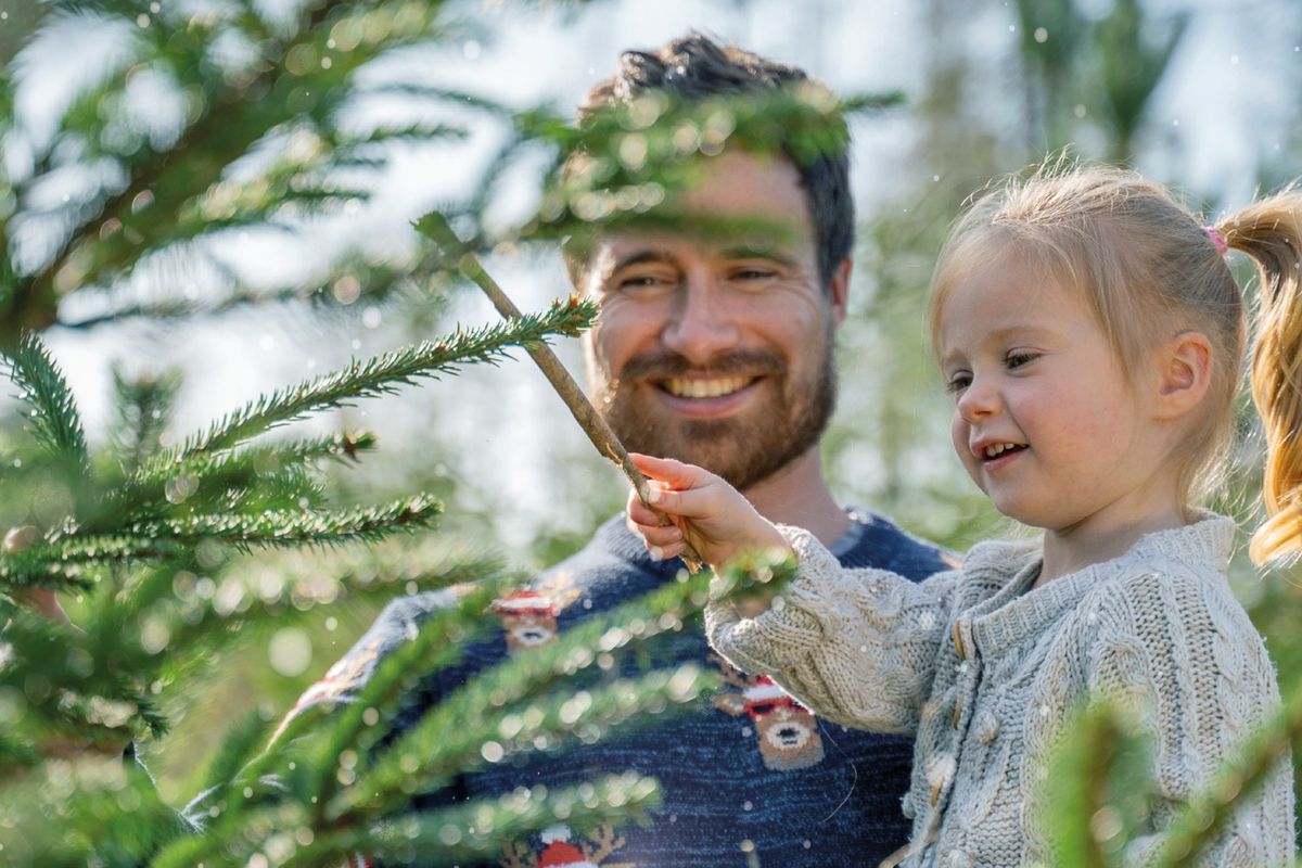 Real Christmas trees at Dalby Forest