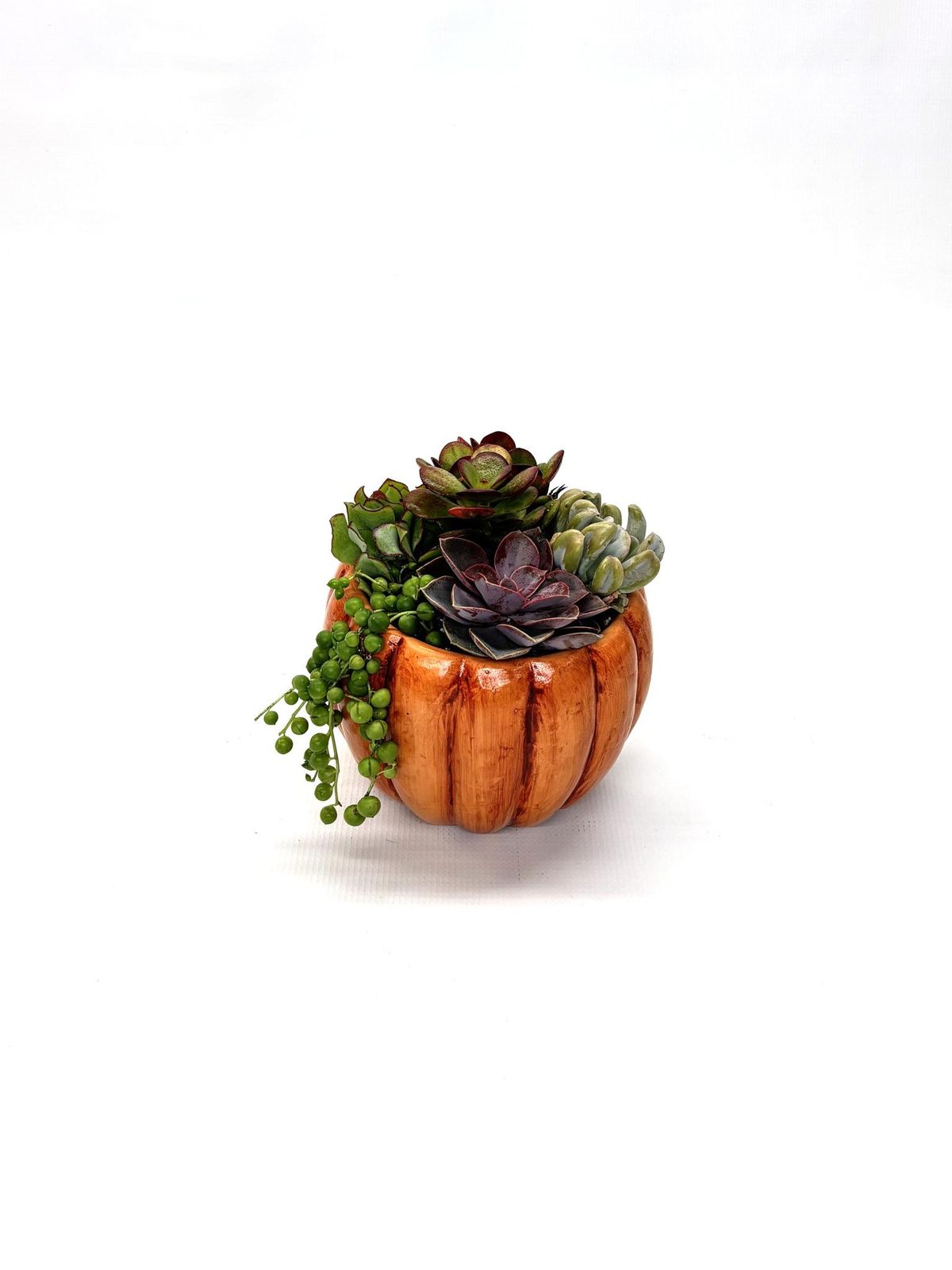 Pumpkin Succulent Class - CLASS IS FULL