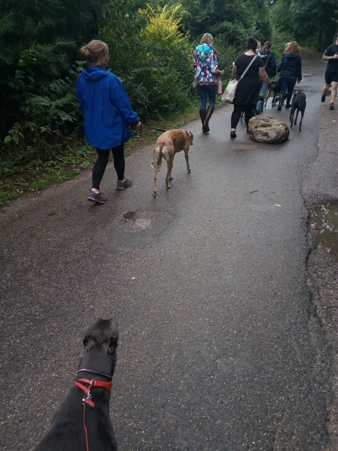 End of the Month Hound Walk