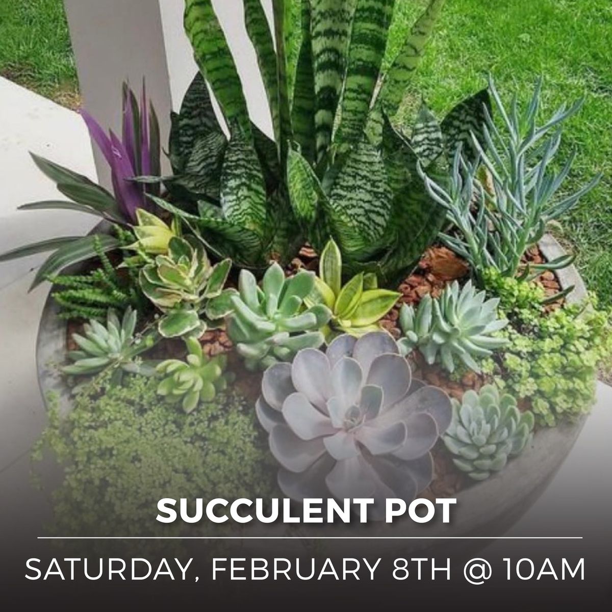 Succulent Pot Workshop