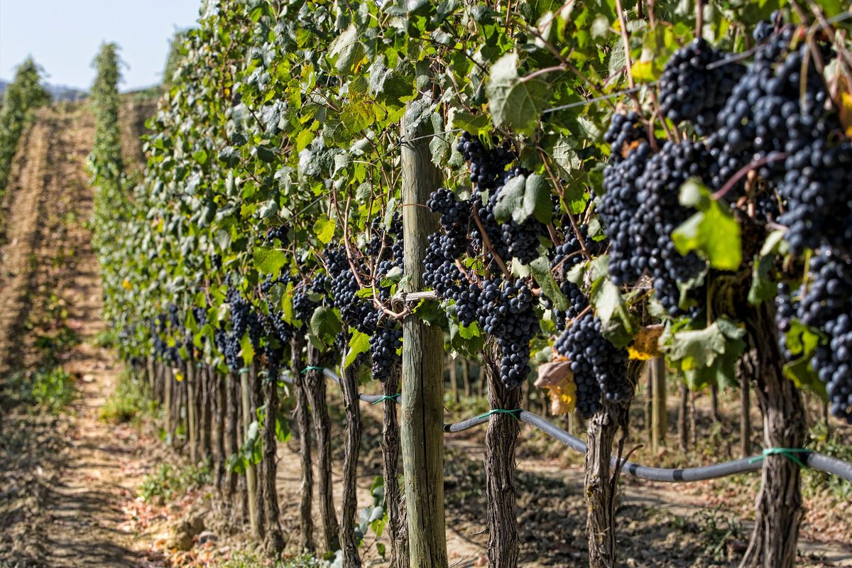 A Terni \/ Alla scoperta delle eccellenze toscane: i Vini del Montecucco