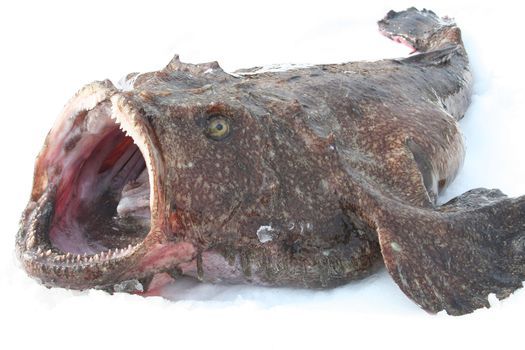 魚生活のススメ 中級 鮟鱇捌き 釀 かもし カフェ Shinjuku 19 December 21 魚生活のススメ 中級 鮟鱇捌き 釀 かもし カフェ Shinjuku 19 December 21